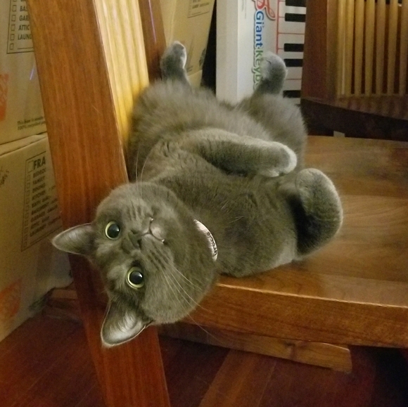 Meet your Posher, Ashley - Picture 1 of 1